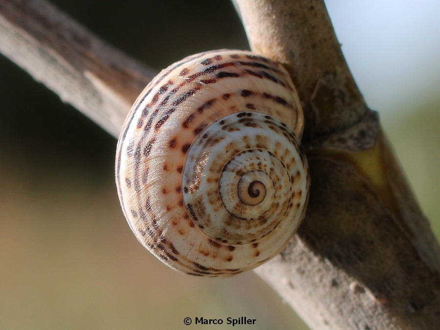 Chiocciola da identificare